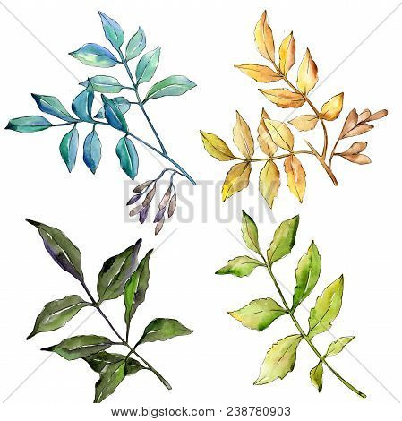 Ash Leaves In A Watercolor Style Isolated. Aquarelle Leaf For Background, Texture, Wrapper Pattern, 