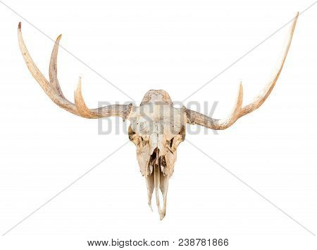 Front View Of Natural Skull Of Young Elk Animal Isolated On White Background From Smolensk Region Of