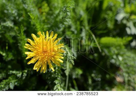 Bright Yellow Dandelion Among Lush Green Weeds