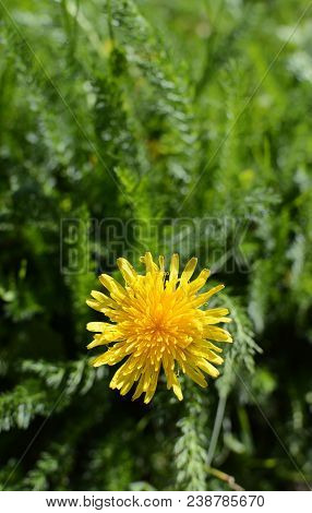 Sunny Yellow Dandelion Flower