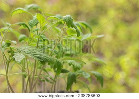 Tomato Sprouts Closeup Green And Bright On A Blurry Leaf Background Agroculture Concept