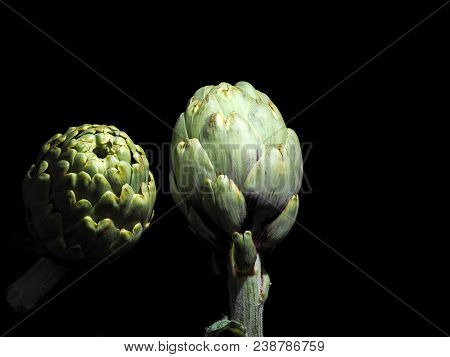 Alcachofa - Artichoke 

The Artichoke (cynara Scolymus) Is A Vegetable. The Edible Portion Is The Fl