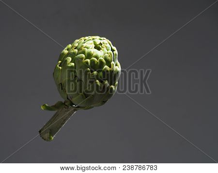 Alcachofa - Artichoke 

The Artichoke (cynara Scolymus) Is A Vegetable. The Edible Portion Is The Fl