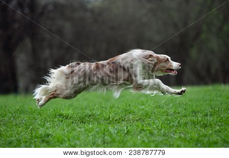 The Border Collie Runs Fast And Free In The Spring Field