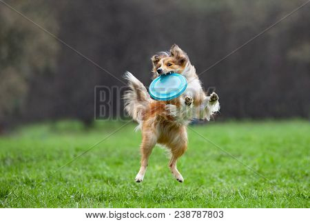 The Border Collie On Dog The Frisbee