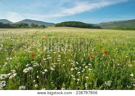 Spring daisy flowers in meadow. Beautiful nature andscapes.