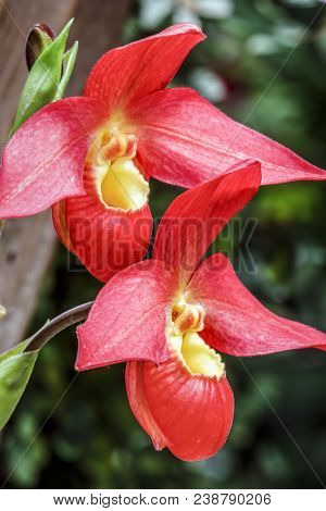 Beautiful Phragmipedium Orchid Flowers Bloom Displaying Colorful Red Petals With Yellow Centers.