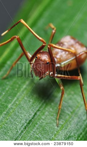 ant efterligne Spider