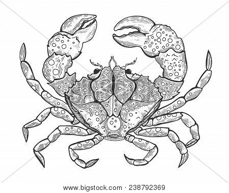 Hand Drawn Vintage Graphic Illustration With Realistic Crab. Marine Creature. Vintage Engraving Illu