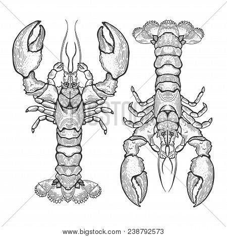 Hand Drawn Vintage Graphic Illustration With Realistic Lobster. Marine Creature. Seafood Elements Fo