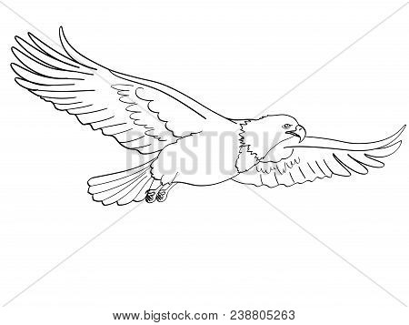 Background Bird Eagle, Falcon. Vector Illustration. Isolated Object On White Background. Book Colori