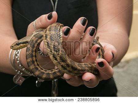 Cocullo, Italy - May 1, 2018: Cocullo Feast Of St. Dominic. Woman Hand With Snake