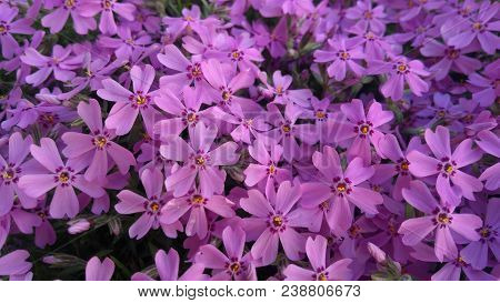 Image of spring flowers,beautiful floral background of purple.