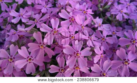 Image Of Spring Flowers,beautiful Floral Background Of Purple.