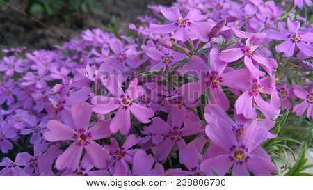 Image Of Spring Flowers,beautiful Floral Background Of Purple.