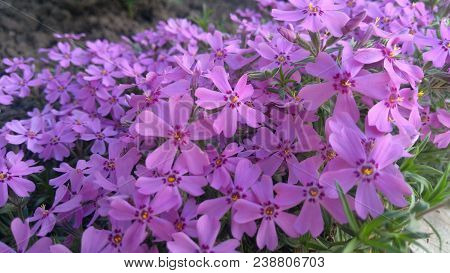 Image of spring flowers,beautiful floral background of purple.