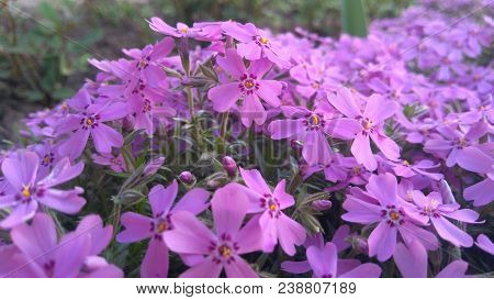 Image of spring flowers,beautiful floral background of purple.