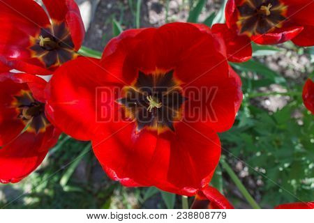 Top View Of Group Of Red Tulips In The Park. Spring Landscape