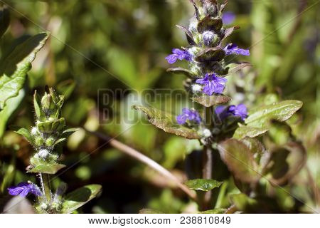 Beautiful Wildflowers On The Meadow. Shallow Depth Of Field
