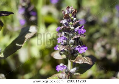 Beautiful Wildflowers On The Meadow. Shallow Depth Of Field