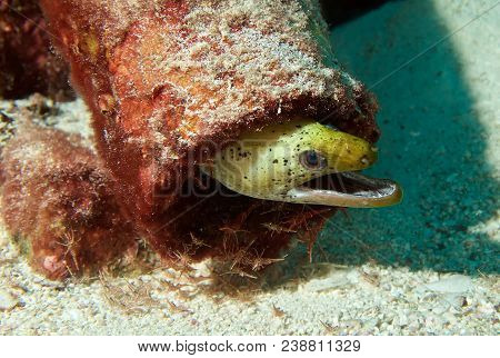 Yellow Head Moray Eel And Shrimps Emerging From A Pipe On A Reef Near Phuket, Thailand.