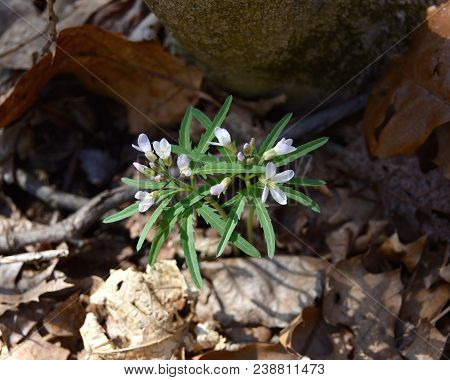 Dainty Pink And White Flowers And Toothed Green Leaves Of Cutleaf Toothwort Emerging In A Spring For