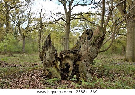 Dead Tree In Brasenose Wood, Shotover Country Park, Oxford