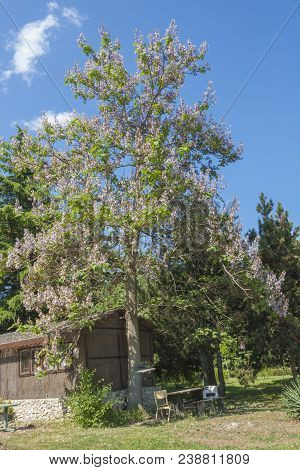 Empress Tree Or Princess Tree, Or Foxglove Tree, Latin Name Paulownia Tomentosa, Recorded In Saint K