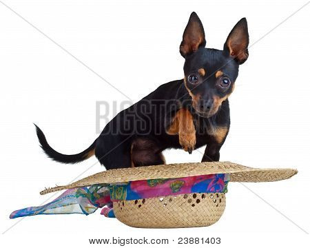 Dog In A Hat. Isolated On A White Background