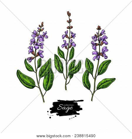 Sage Vector Drawing Set. Isolated Plant With Flower And Leaves. Herbal Colorful Illustration. Detail