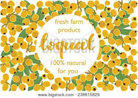 Vector Illustration Of Loquat And Leaf Design With Lettering Loquat Background White And Fruit And T