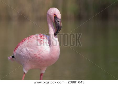 le flamant rose parfait