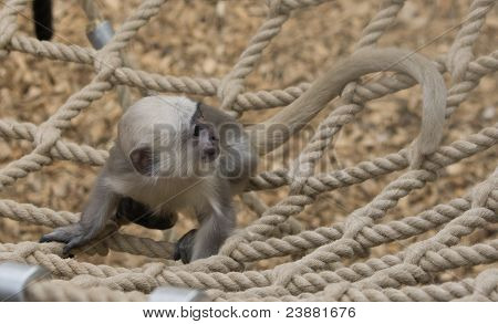 petit enfant singe jouant