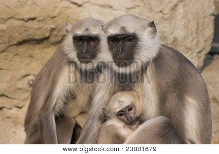 famille de singe