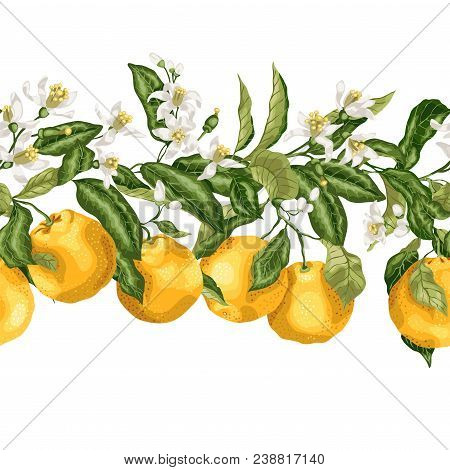 Hotizontal Seamless Pattern Line Of Citrus Fruit Tree With Bloomimg Flowers And Fruits In Vector Gra