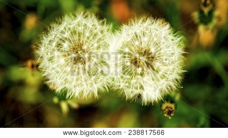 Dandelions Clocks On The Green Background Dandelions Clocks In Close Flowers Dandelions Clocks