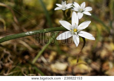Beautiful Wildflowers On The Meadow. Shallow Depth Of Field