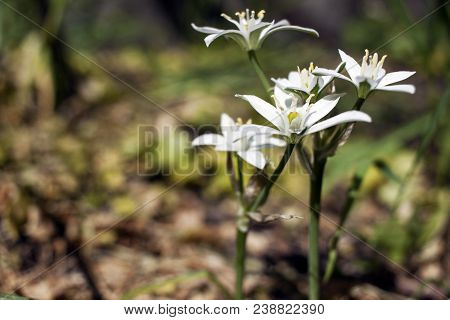 Beautiful Wildflowers On The Meadow. Shallow Depth Of Field