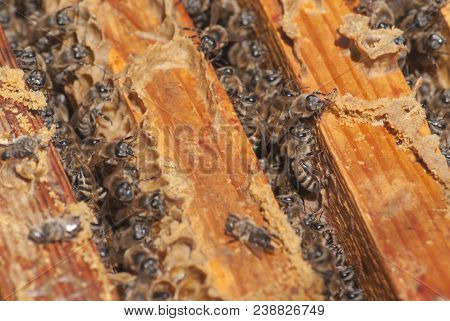 A Family Of Bees Carry Honey In Waxen Honeycombs. Hive Of The Beekeeper.