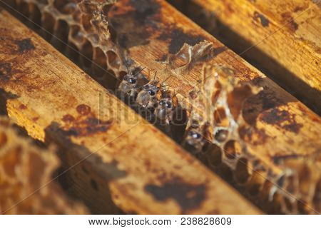 A Family Of Bees Carry Honey In Waxen Honeycombs. Hive Of The Beekeeper.