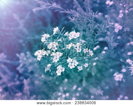White Diosma Flowers On The Colorful Blurred Background. Floral Desktop.toned Image.