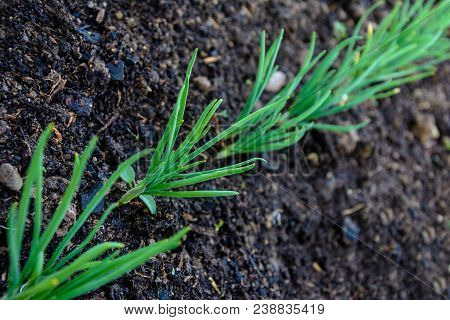 Green Young Onion Planted In The Bed And In The Greenhouse 2018