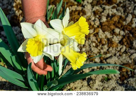 Early Spring Daffodil Flower, Attractive Decorative Plant 2018