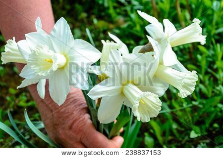 Early Spring Daffodil Flower, Attractive Decorative Plant 2018