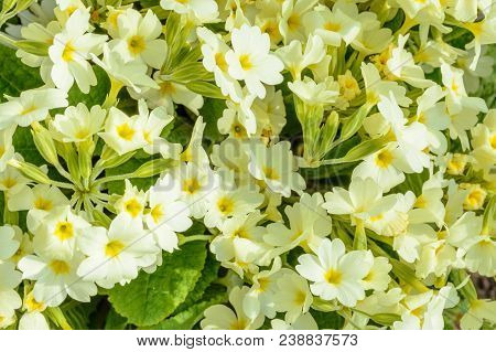Spring Flower Is Primed For Scenery In The Garden 2018