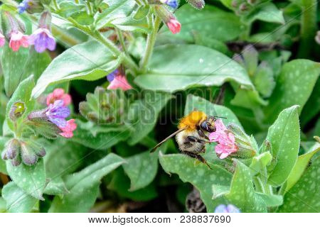 Bumblebee Collects Nectar From Beautiful Spring Flowers 2018