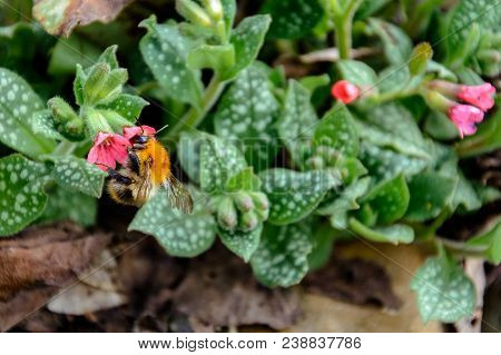 Bumblebee Collects Nectar From Beautiful Spring Flowers 2018