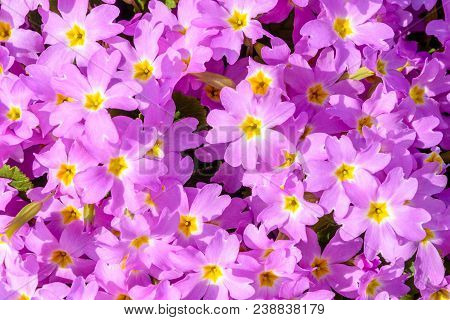 A Beautiful Flower Has Purple Violet. Texture 2018.