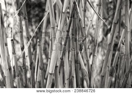 Stems Of Reeds. Background Of Reeds. Background Of Bamboo.