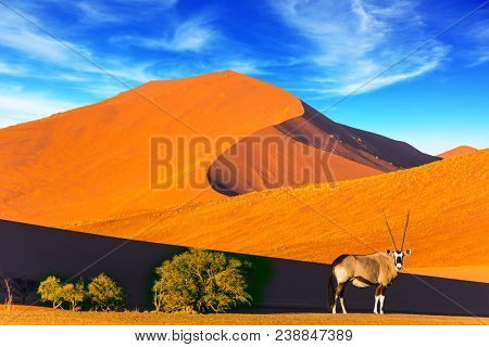 Namibia, South Africa. Sunset in the desert. Oryx standing at the road. The concept of exotic and extreme tourism